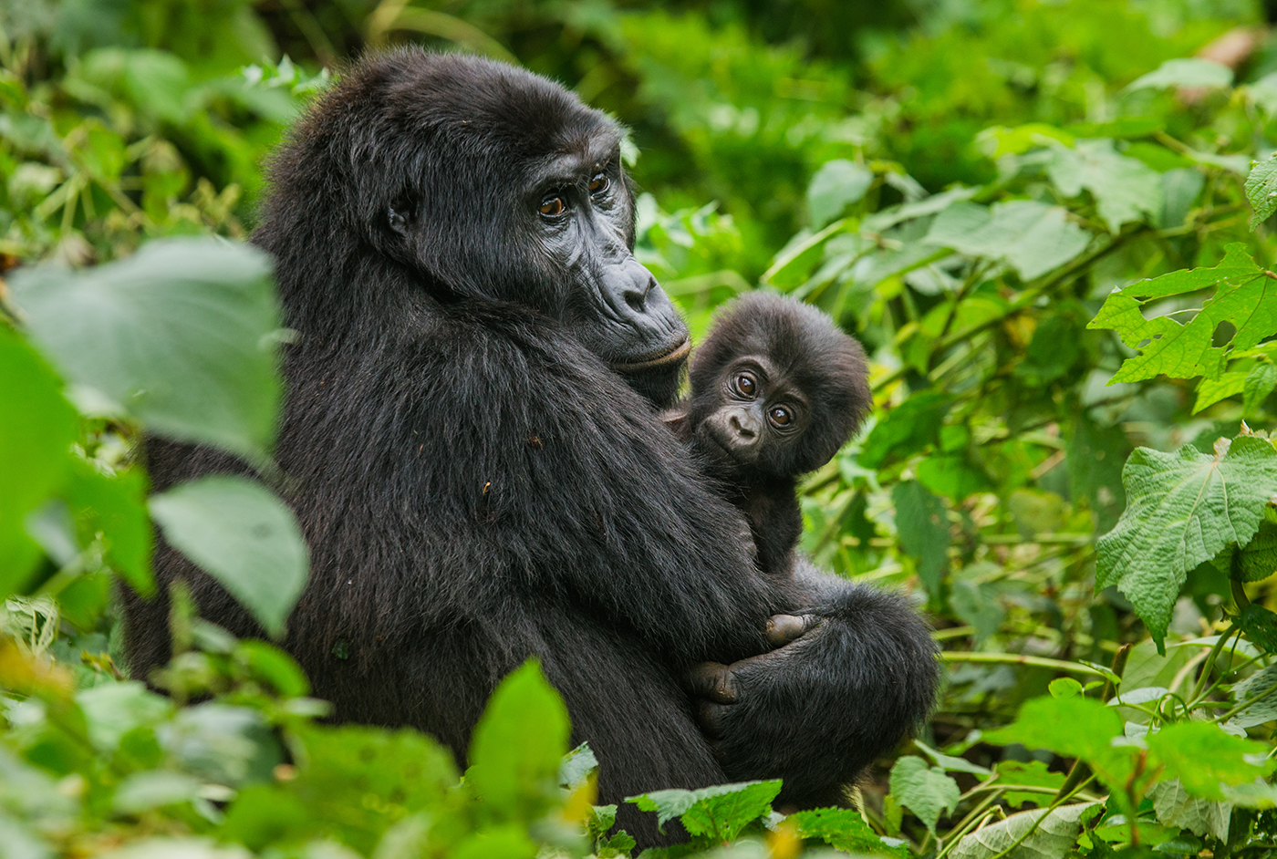 Rwanda’s Primates