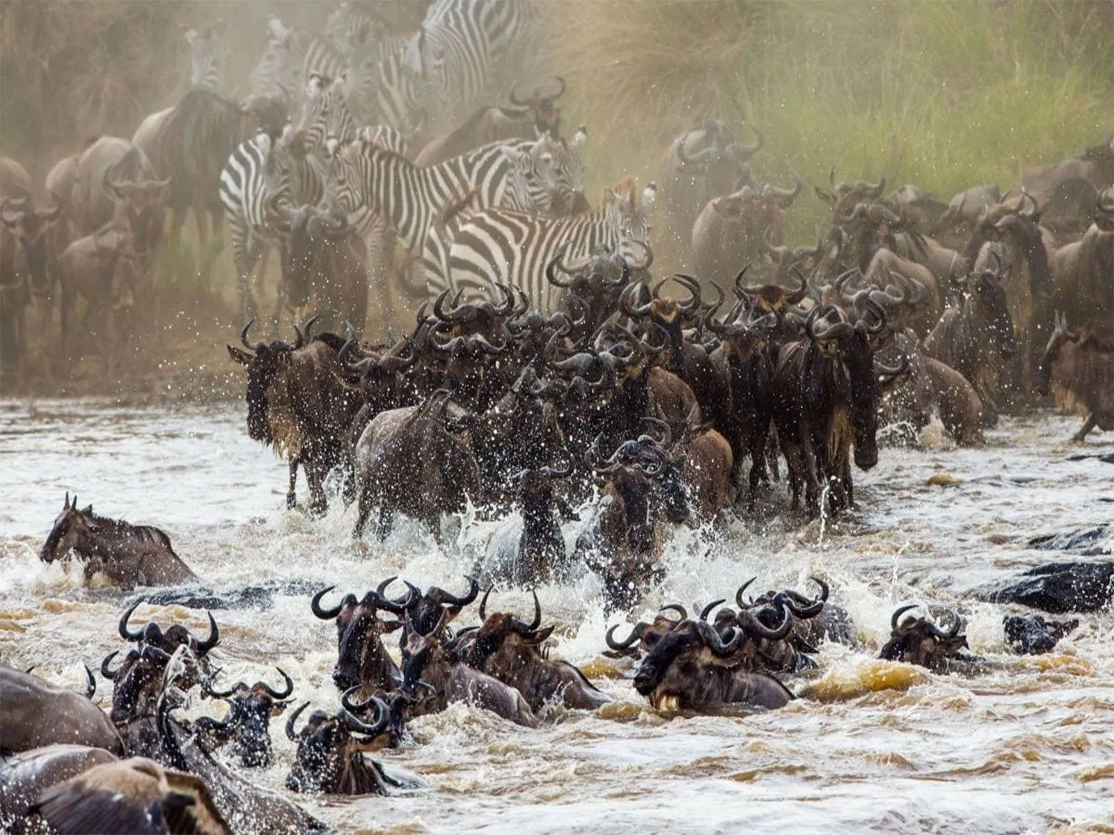 The Great Migration Adventure