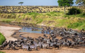 East Africa Great Migration