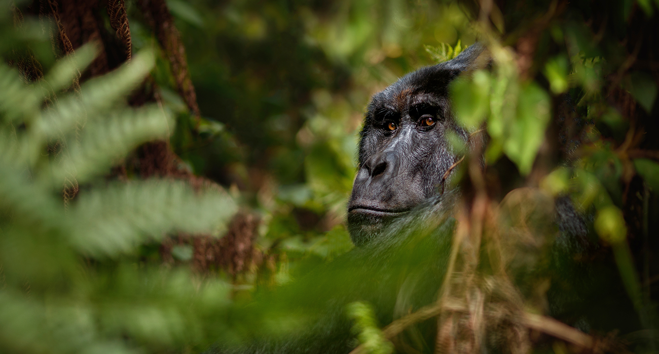 7 Day Rwanda primates adventure